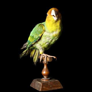 The Carolina Parakeet in the Curiosity Cabinet
