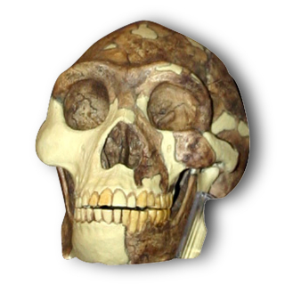 Humanoid skull