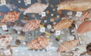 Multiple specimens of shells on various levels of the display case