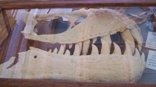 Trex jaw