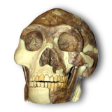 Replica skull