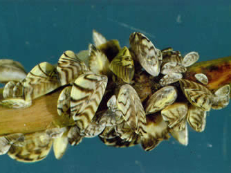 Zebra mussels