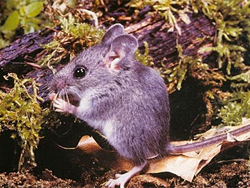 a small mouse in a green field