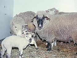 a group of lambs