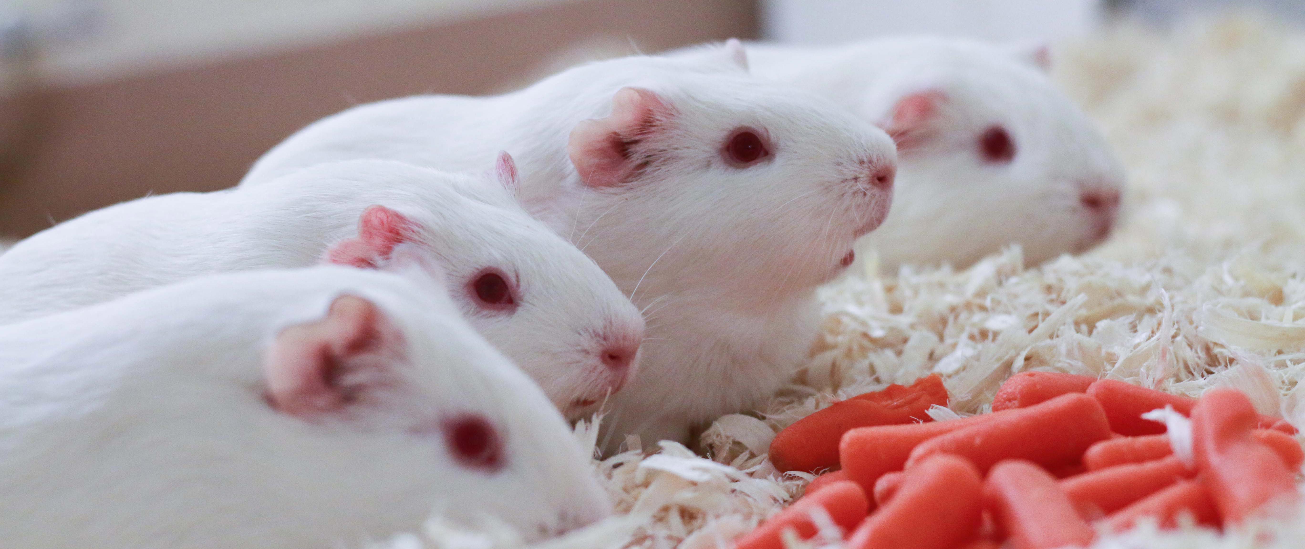 Four white hamsters eating baby carrots