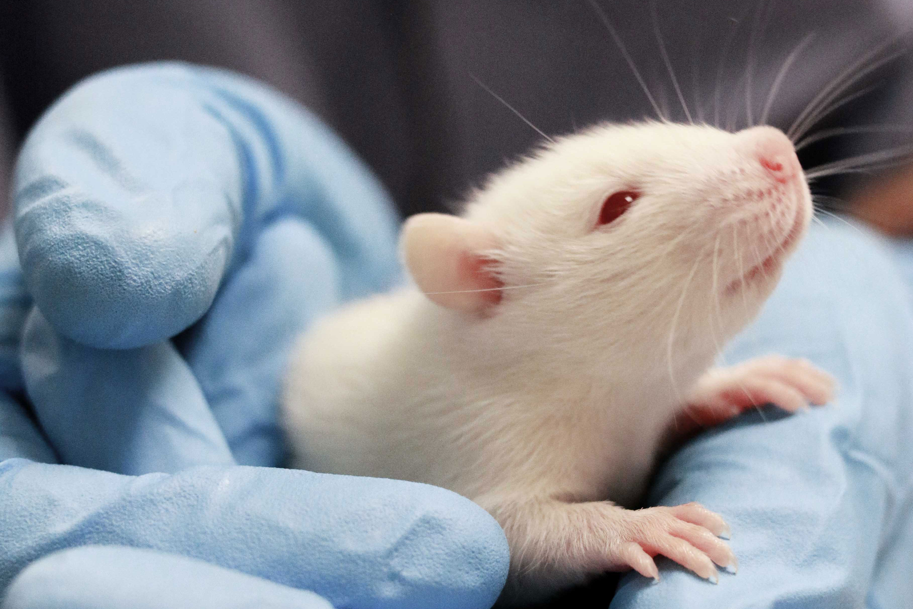 a gloved hand gently holding a white rat