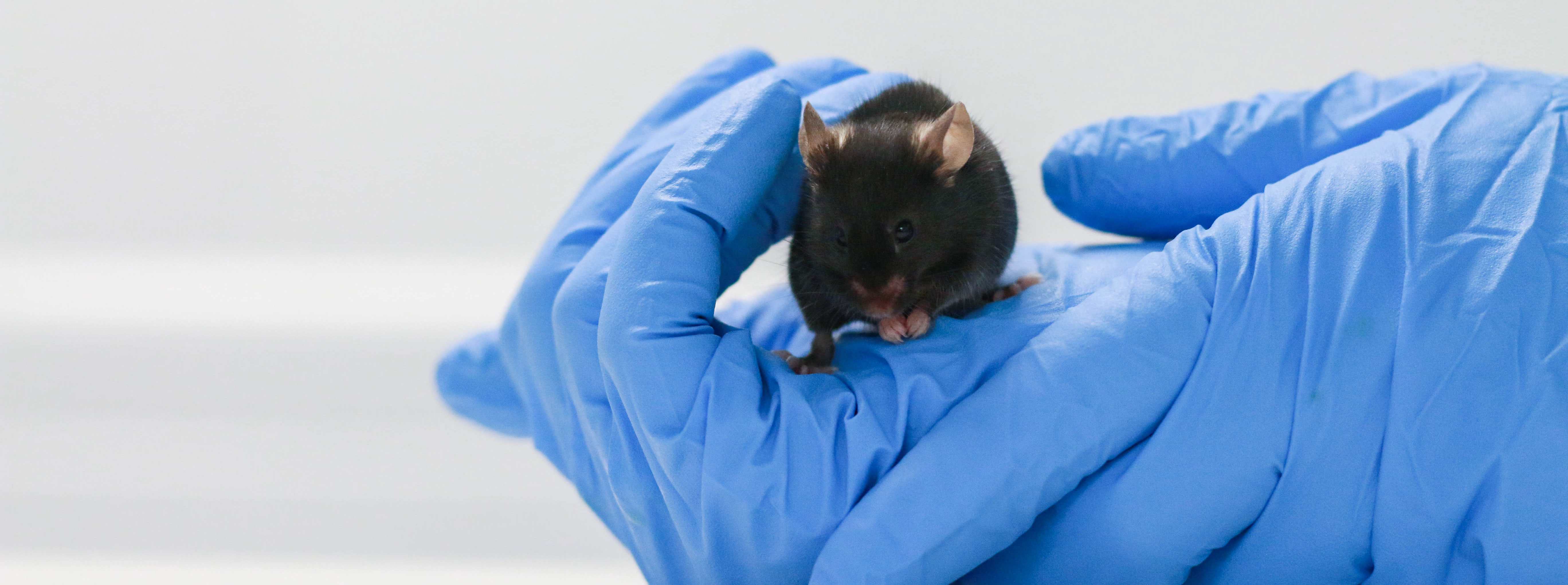 A black mouse in gloved hands