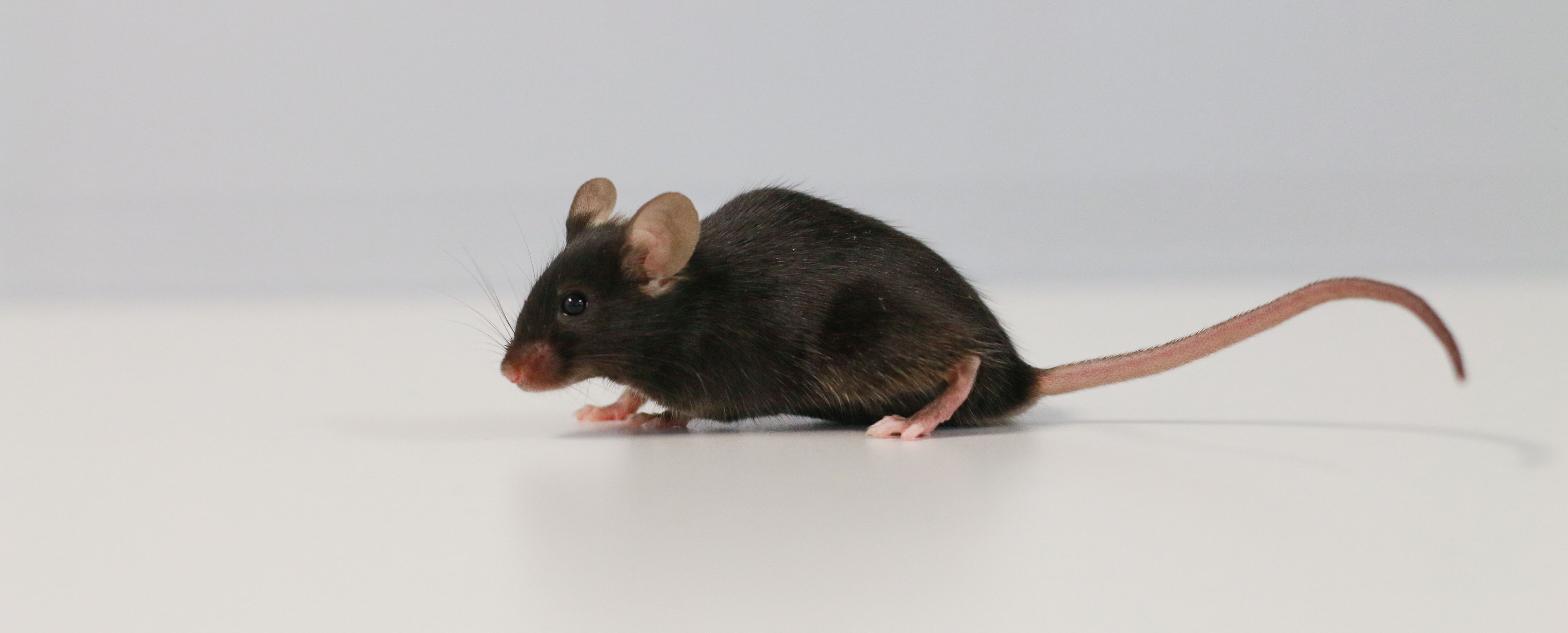 A brown mouse on a white table and white background