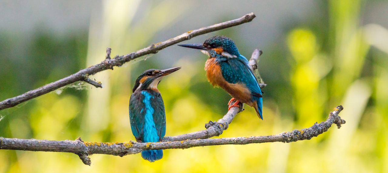 Two birds resting on a tree branch outdoors