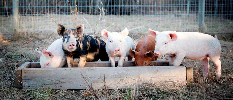 Five pigs on a farm standing around a wood container full of water