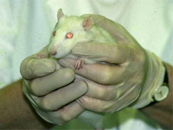 a white rat being held by someone with white medical gloves