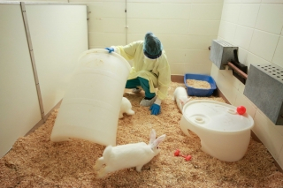 an animal technician feeding rabbits