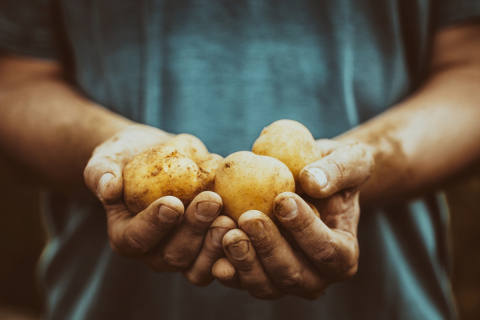 Hands holding yellow three yellow potatoes. 