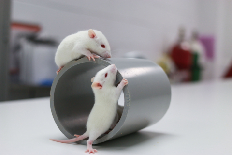 two white rats walking on a metal tube