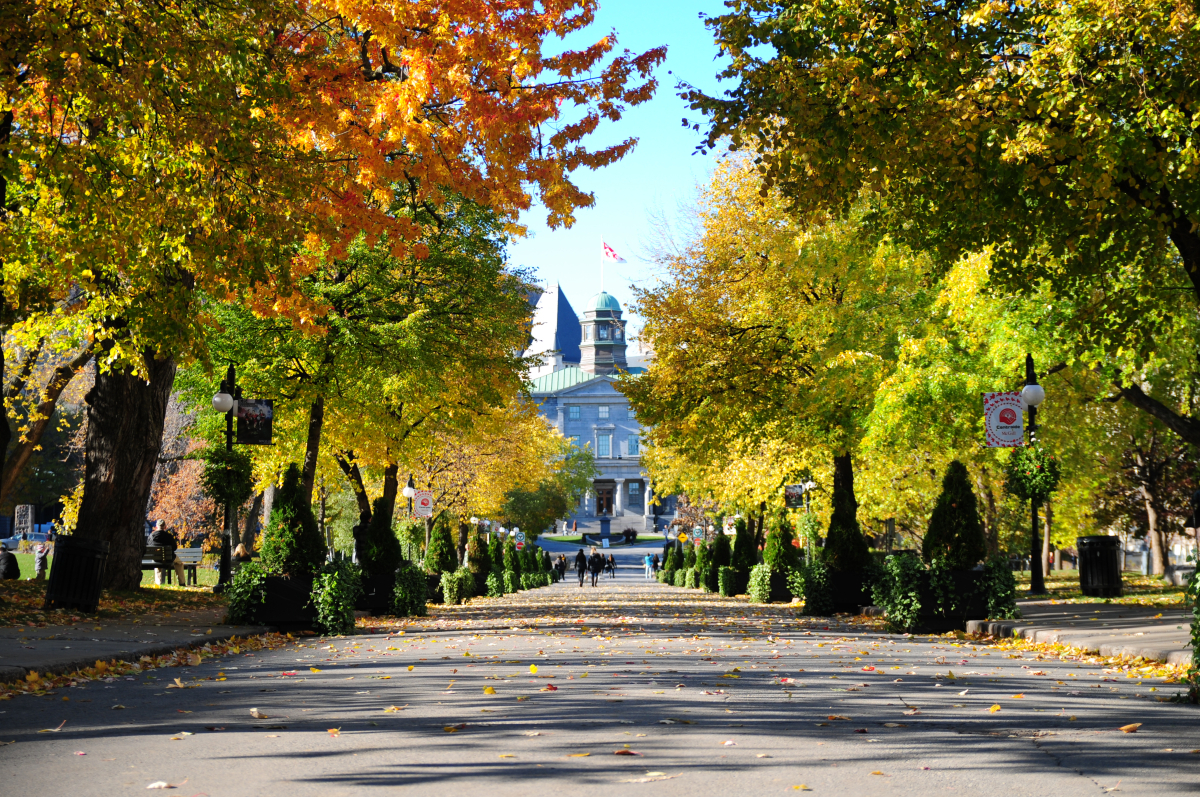 McGill campus during a sunny day in early fall 
