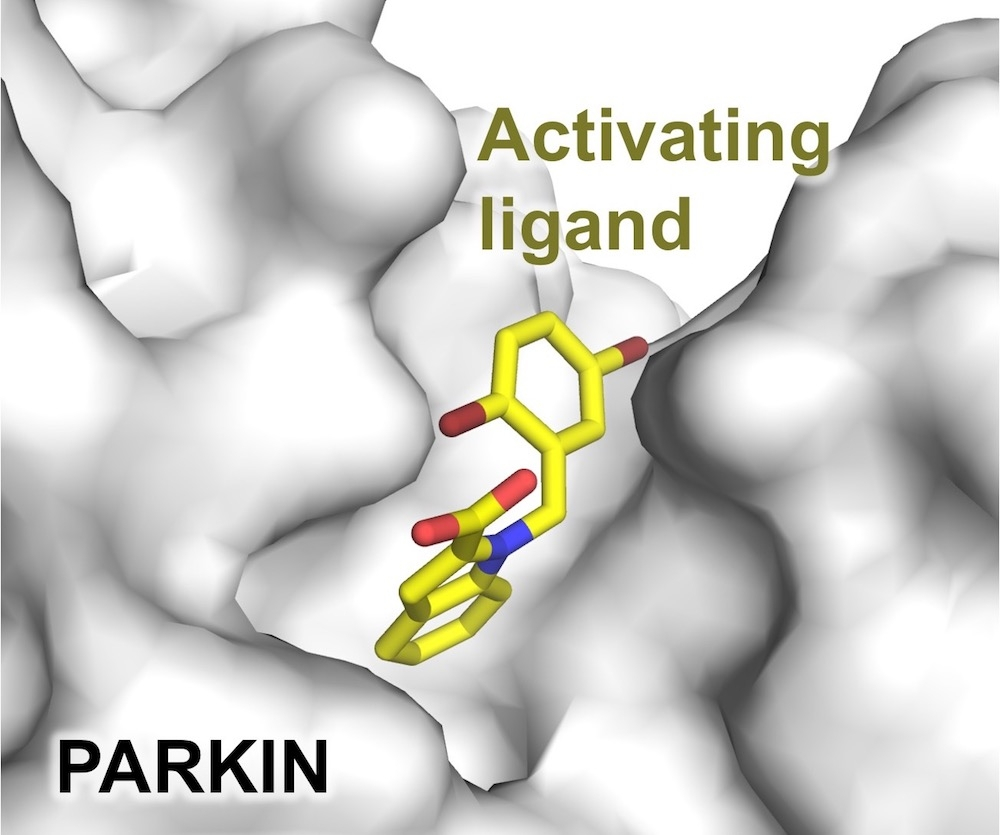 software showing open access molecular agents that activate the Parkin protein