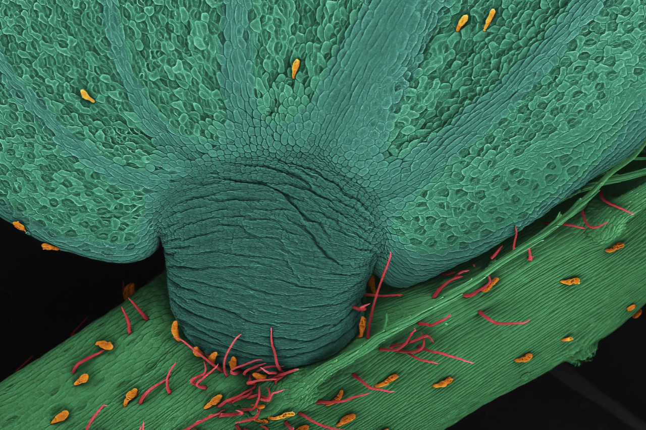 microscopic image of a plant