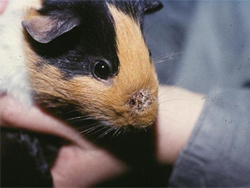 a guinea pig with ringworm on its snout