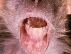a monkey with the Herpes B virus Infection (sores in its mouth)