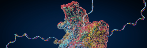 Ribosome as part of an biological cell constructing messenger rna molecules - 3d illustration