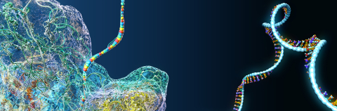 Ribosome as part of an biological cell constructing messenger rna molecules - 3d illustration