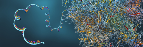 Ribosome as part of an biological cell constructing messenger rna molecules - 3d illustration