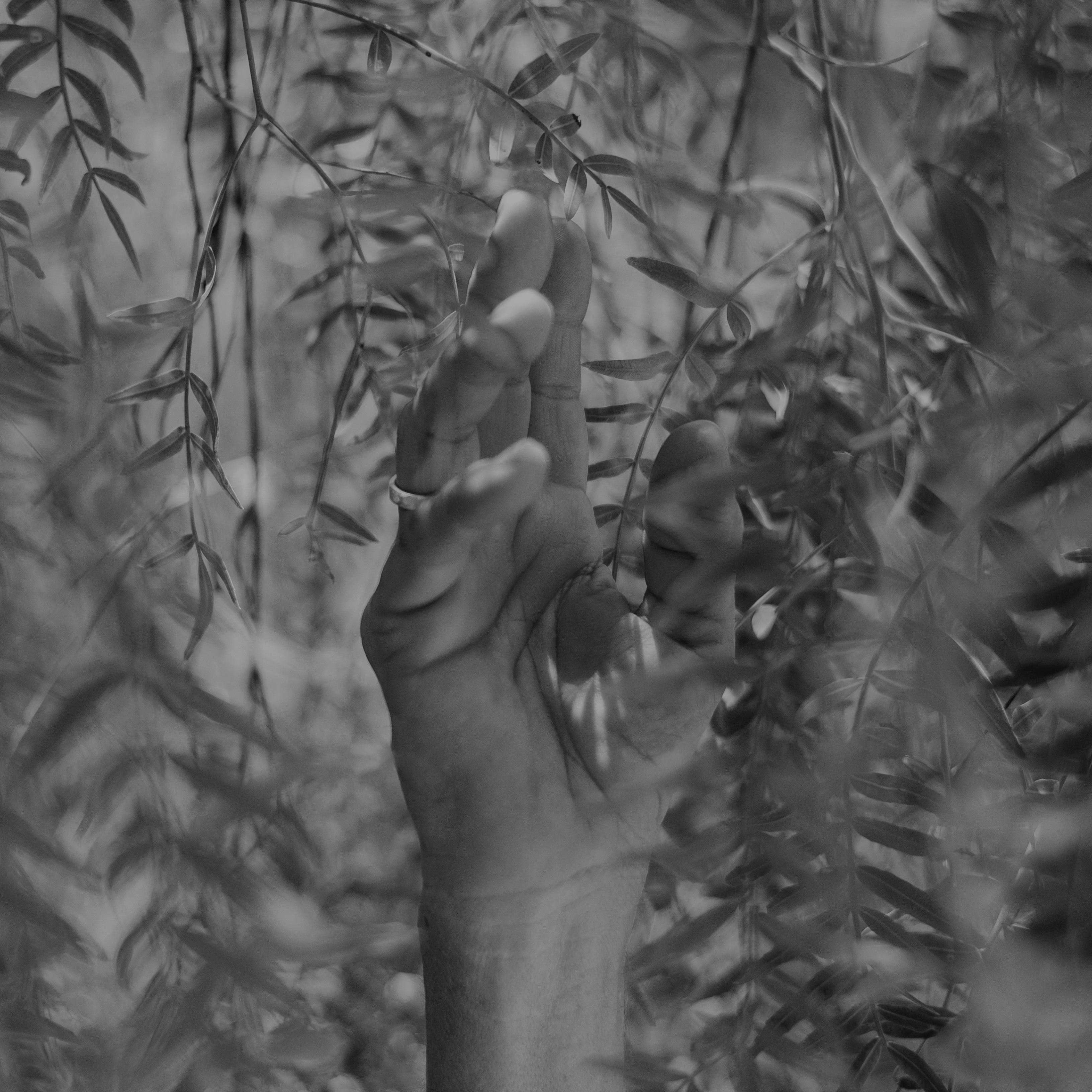 Hand reaching for tree leaves