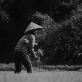 Woman planting rice crops