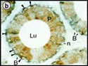 immunohistochemically epididymis