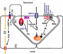 cox-1 Trp3 cell functions basal cells rat epididymis