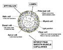 cell types epididymis