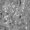 supranuclear region principal cell vas deferens