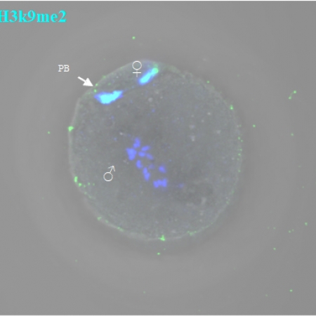 Androgenetic zygote