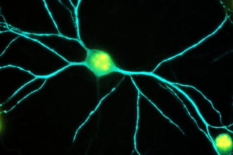 Neuron imagery