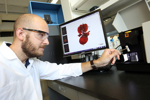 Male graduate student models human organ on computer