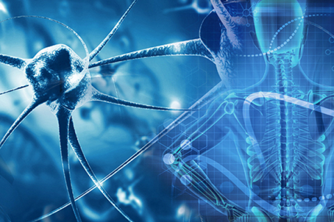 Collage of DNA  neuron and human body