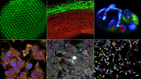 Imaging and Molecular Biology mosaic