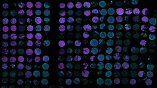 Histology slide