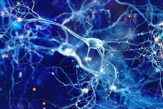 Neuron imagery