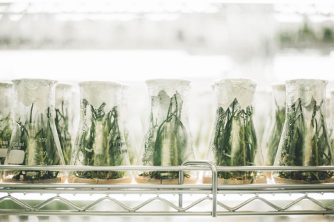 Plants growing in test tubes (research results) Plants in test tubes