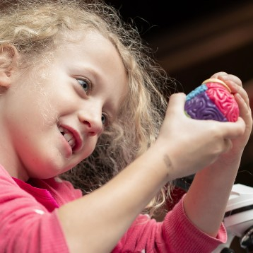 A young child holds and looks at a small model brain