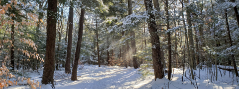 The snowy forest at McGill's Morgan Arboretum