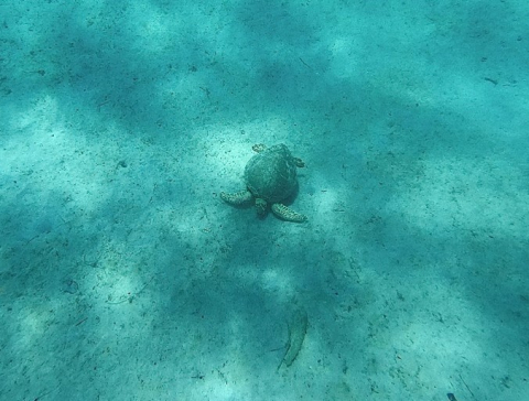 A sea turtle on the ocean floor