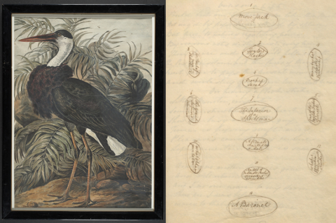 Illustration of a bird