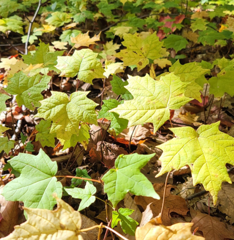 Maple seedings growing on the forest floor.