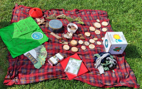 A photo from above, of a blanket on the ground with various tree specimens on it including tree cookies, leaves, books, etc.