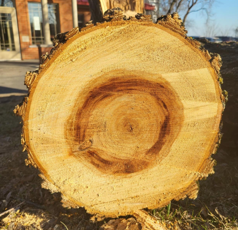 A cross-section of a tree trunk, laying on the ground, showing growth rings in the wood.