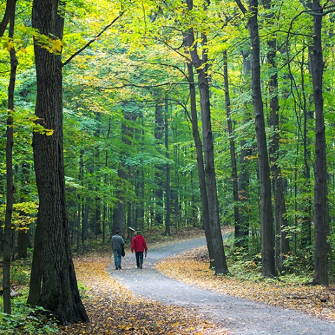 A trail in McGill's Morgan Arboretum A trail in McGill's Morgan Arboretum