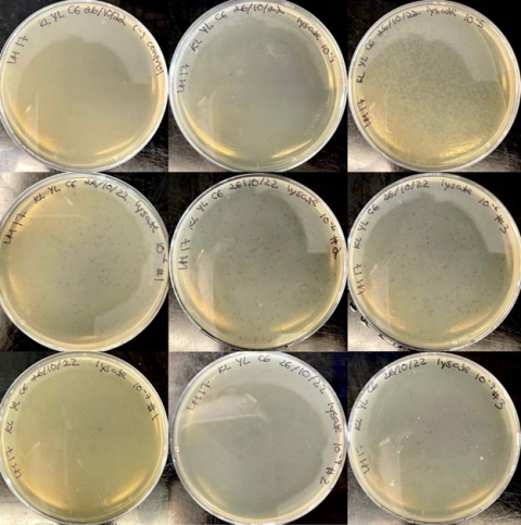 MIMM 384 Student Lab Work on petri dishes.
