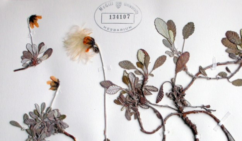 Botanical specimens